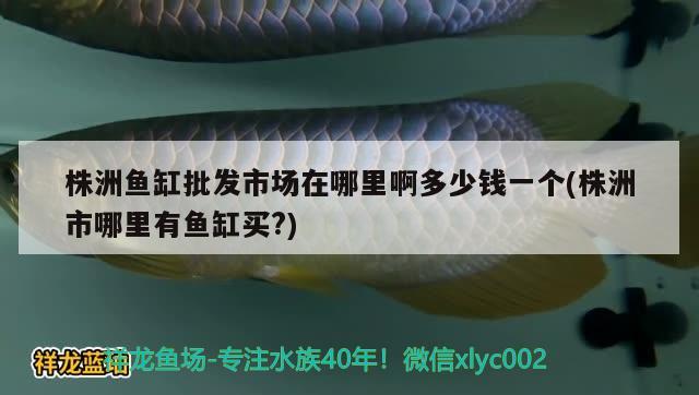 株洲魚缸批發(fā)市場(chǎng)在哪里啊多少錢一個(gè)(株洲市哪里有魚缸買?) 三間鼠魚苗