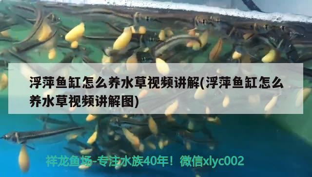 浮萍魚缸怎么養(yǎng)水草視頻講解(浮萍魚缸怎么養(yǎng)水草視頻講解圖) 水草