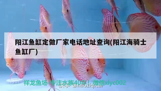 陽江魚缸定做廠家電話地址查詢(陽江海騎士魚缸廠)