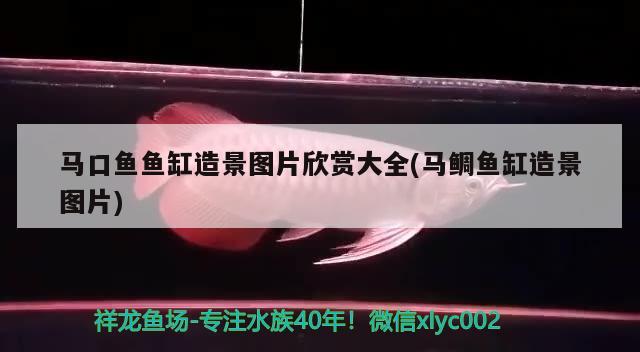 馬口魚(yú)魚(yú)缸造景圖片欣賞大全(馬鯛魚(yú)缸造景圖片) 名貴錦鯉魚(yú)