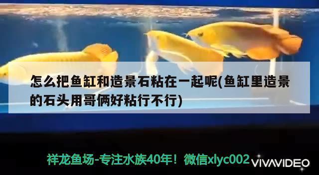 怎么把魚缸和造景石粘在一起呢(魚缸里造景的石頭用哥倆好粘行不行)