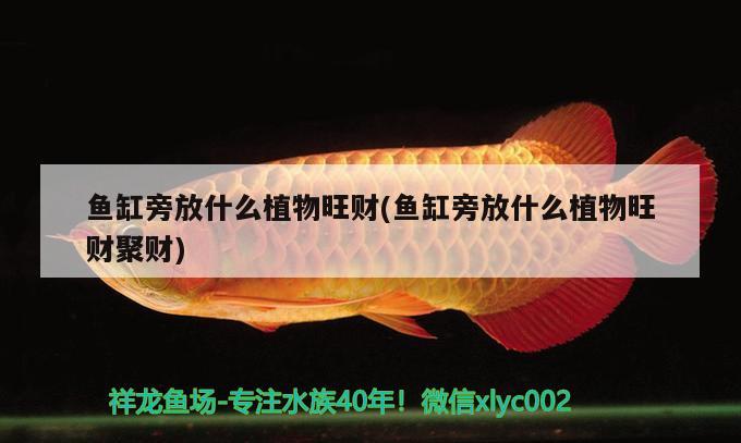 魚(yú)缸旁放什么植物旺財(cái)(魚(yú)缸旁放什么植物旺財(cái)聚財(cái))