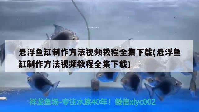 懸浮魚缸制作方法視頻教程全集下載(懸浮魚缸制作方法視頻教程全集下載) 元寶鳳凰魚百科