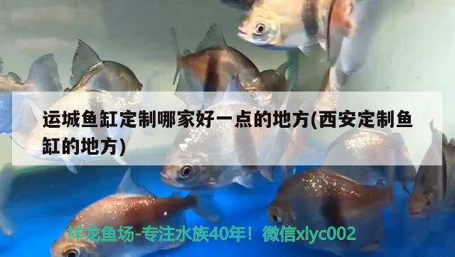 運(yùn)城魚(yú)缸定制哪家好一點(diǎn)的地方(西安定制魚(yú)缸的地方)