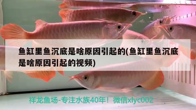 魚缸里魚沉底是啥原因引起的(魚缸里魚沉底是啥原因引起的視頻) 刀魚魚 第2張