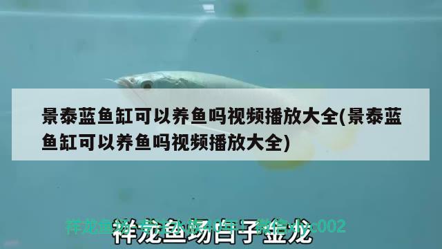 景泰藍(lán)魚缸可以養(yǎng)魚嗎視頻播放大全(景泰藍(lán)魚缸可以養(yǎng)魚嗎視頻播放大全) 可麗愛魚缸