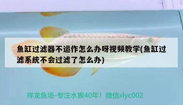 魚(yú)缸過(guò)濾器不運(yùn)作怎么辦呀視頻教學(xué)(魚(yú)缸過(guò)濾系統(tǒng)不會(huì)過(guò)濾了怎么辦) 檸檬鯽