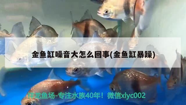 金魚缸噪音大怎么回事(金魚缸暴躁) 女王大帆魚