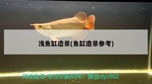 淺魚缸造景(魚缸造景參考) 紅勾銀版魚