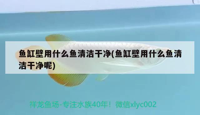 魚缸壁用什么魚清潔干凈(魚缸壁用什么魚清潔干凈呢)