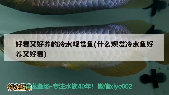 好看又好養(yǎng)的冷水觀賞魚(什么觀賞冷水魚好養(yǎng)又好看)