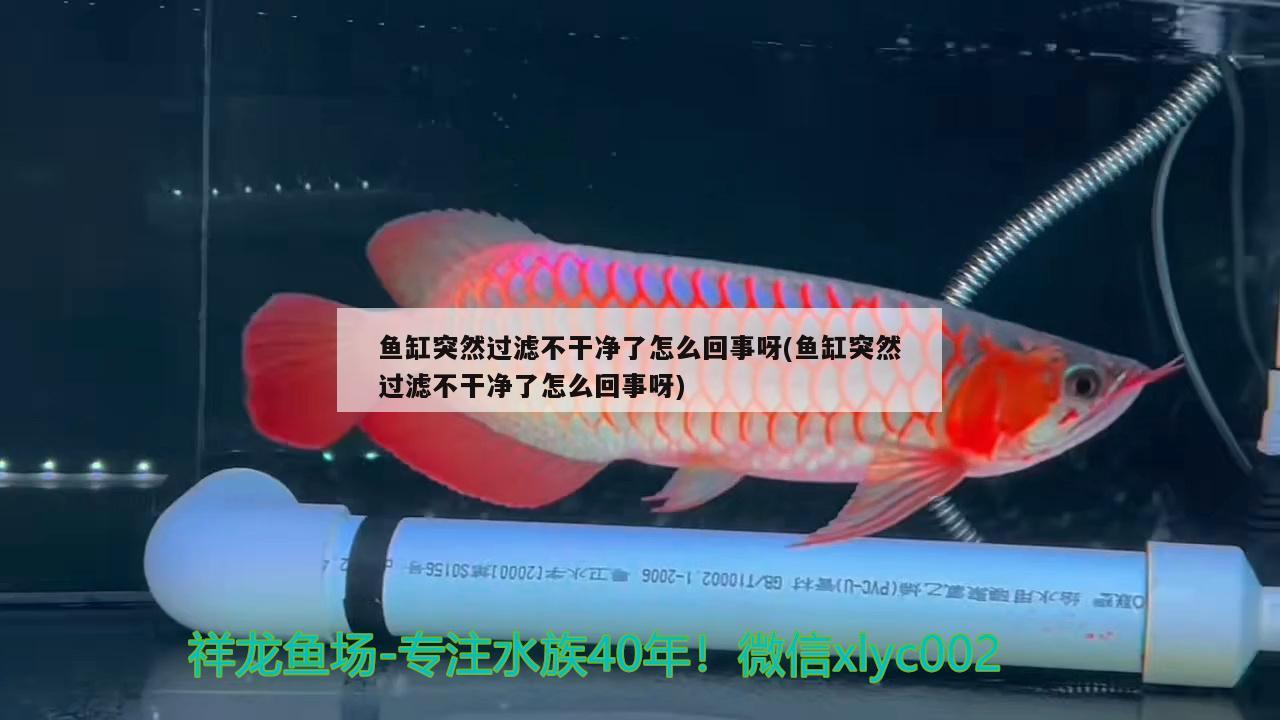 魚缸突然過濾不干凈了怎么回事呀(魚缸突然過濾不干凈了怎么回事呀)