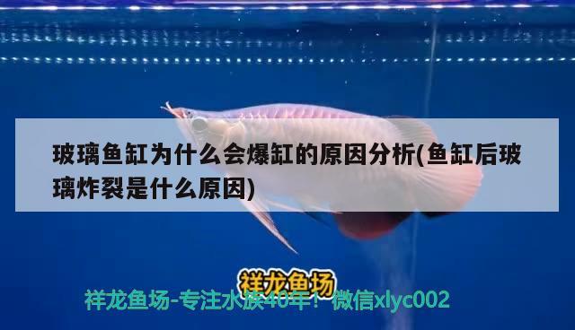 玻璃魚缸為什么會爆缸的原因分析(魚缸后玻璃炸裂是什么原因) 蝴蝶鯉魚苗