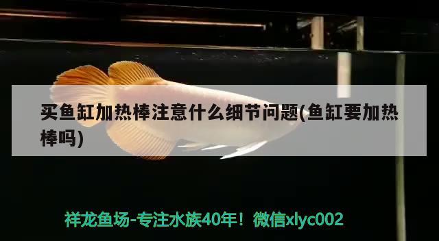 買魚缸加熱棒注意什么細節(jié)問題(魚缸要加熱棒嗎) 過濾設備