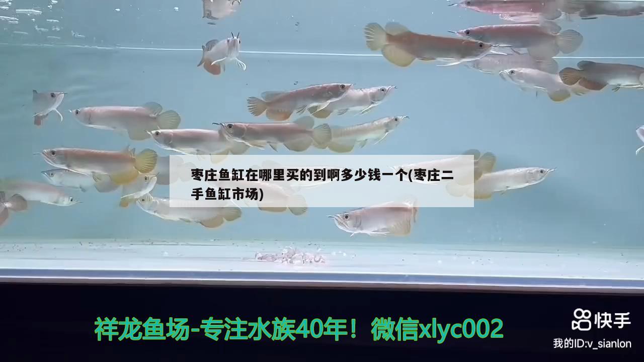 棗莊魚缸在哪里買的到啊多少錢一個(gè)(棗莊二手魚缸市場(chǎng))