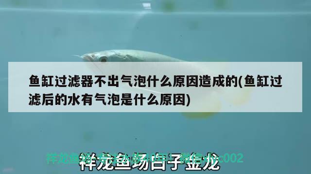 魚缸過濾器不出氣泡什么原因造成的(魚缸過濾后的水有氣泡是什么原因) 大白鯊魚苗