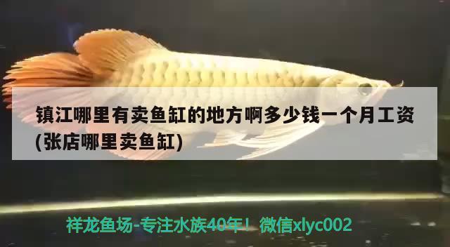 鎮(zhèn)江哪里有賣(mài)魚(yú)缸的地方啊多少錢(qián)一個(gè)月工資(張店哪里賣(mài)魚(yú)缸) 白子紅龍魚(yú)