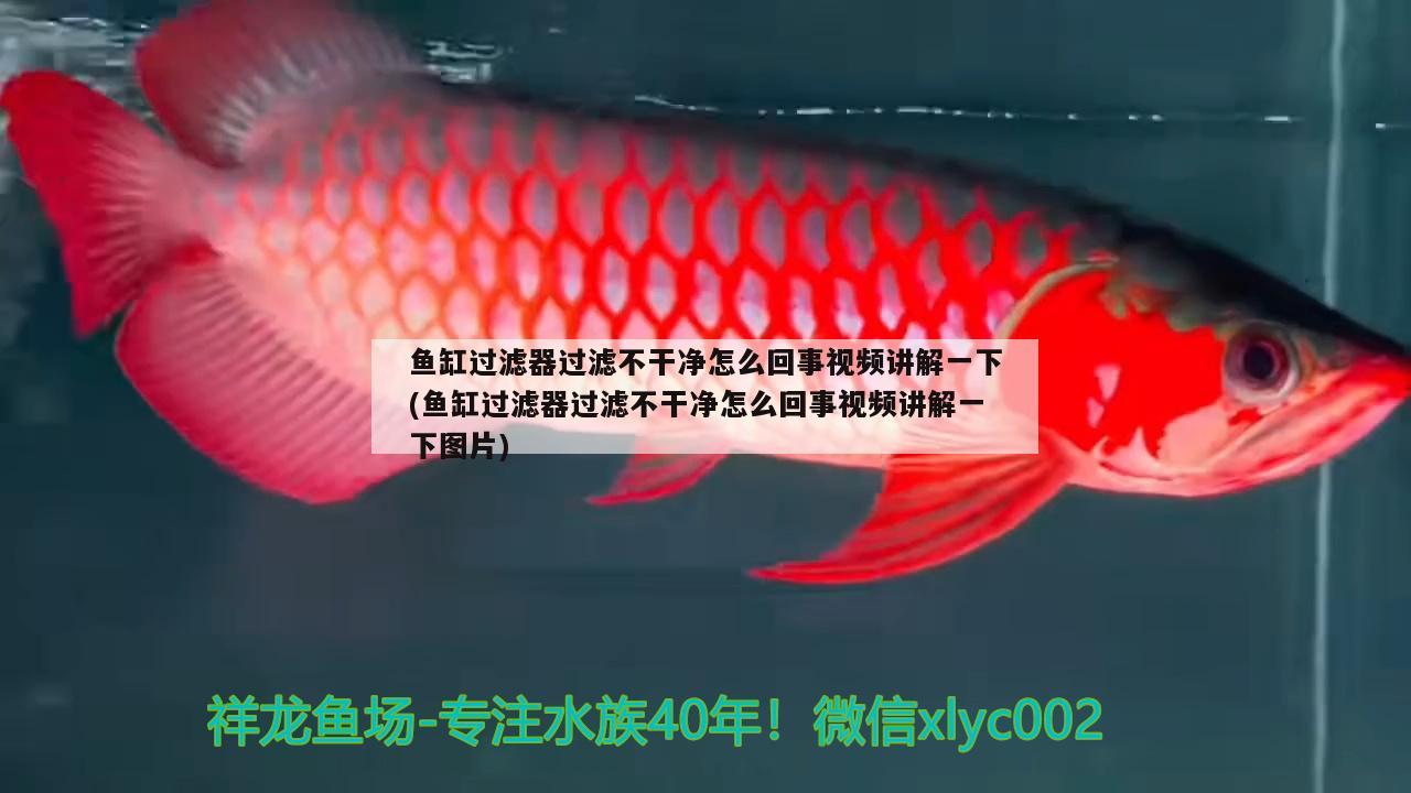 魚缸過濾器過濾不干凈怎么回事視頻講解一下(魚缸過濾器過濾不干凈怎么回事視頻講解一下圖片) 玫瑰銀版魚