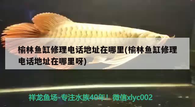 榆林魚缸修理電話地址在哪里(榆林魚缸修理電話地址在哪里呀) 泰龐海鰱魚