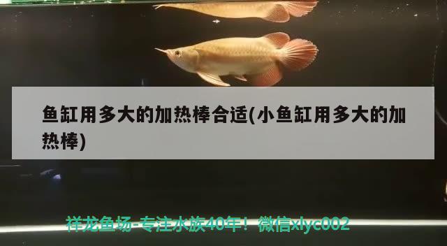 魚缸用多大的加熱棒合適(小魚缸用多大的加熱棒) 帝王血鉆魚