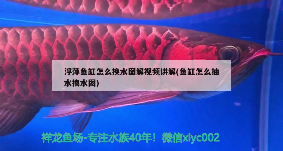 浮萍魚缸怎么換水圖解視頻講解(魚缸怎么抽水換水圖) 魚缸凈水劑