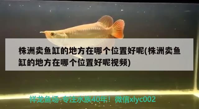 株洲賣魚缸的地方在哪個位置好呢(株洲賣魚缸的地方在哪個位置好呢視頻) 蝴蝶鯉