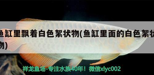 魚缸里飄著白色絮狀物(魚缸里面的白色絮狀物) 虎魚魚苗