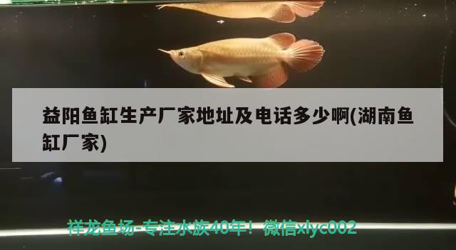 益陽(yáng)魚(yú)缸生產(chǎn)廠家地址及電話多少啊(湖南魚(yú)缸廠家) 海水魚(yú)（海水魚(yú)批發(fā)）