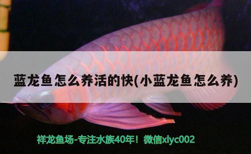 藍龍魚怎么養(yǎng)活的快(小藍龍魚怎么養(yǎng)) 元寶鳳凰魚專用魚糧