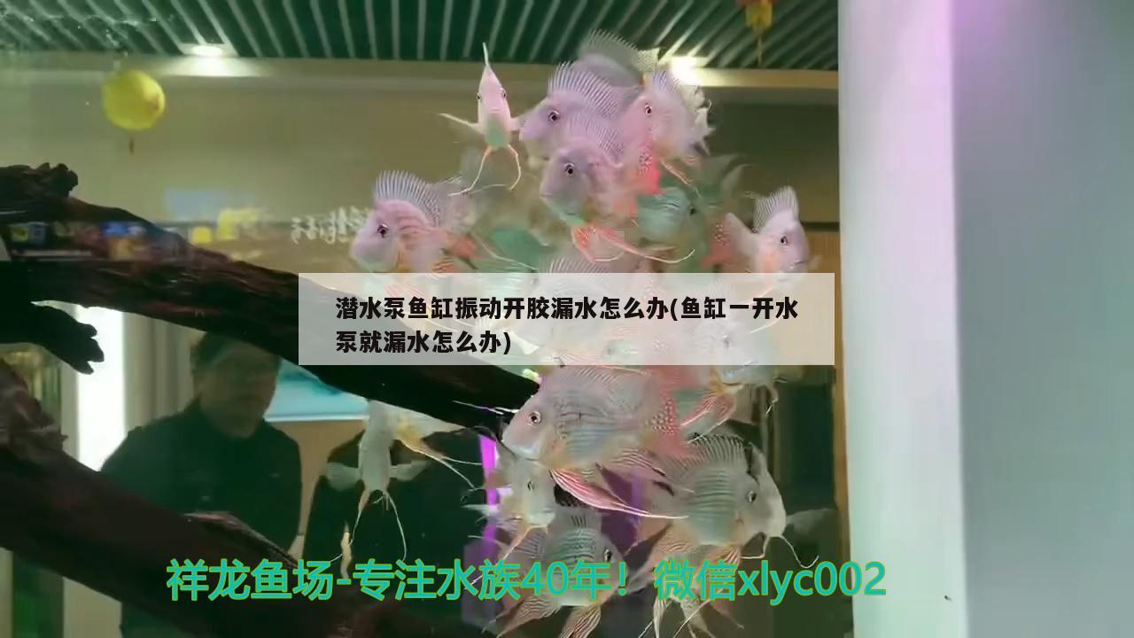 潛水泵魚缸振動開膠漏水怎么辦(魚缸一開水泵就漏水怎么辦)