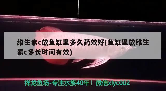 維生素c放魚缸里多久藥效好(魚缸里放維生素c多長時間有效) 短身紅龍魚