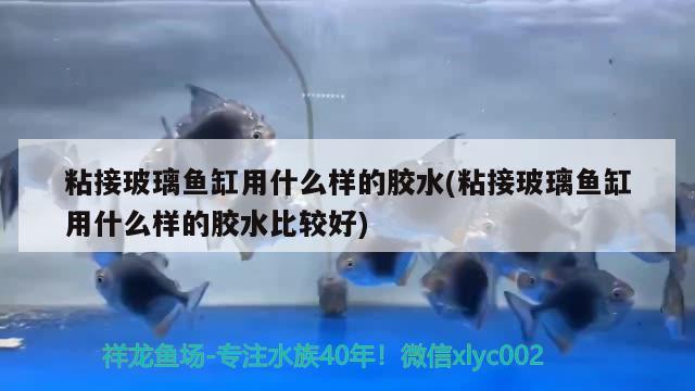 粘接玻璃魚缸用什么樣的膠水(粘接玻璃魚缸用什么樣的膠水比較好)