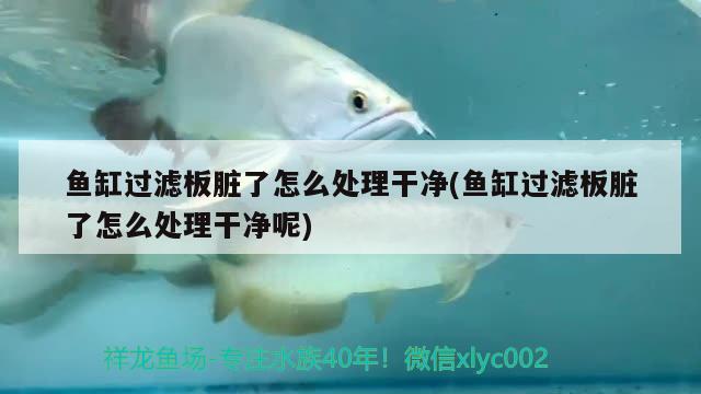 魚缸過濾板臟了怎么處理干凈(魚缸過濾板臟了怎么處理干凈呢) 白子黃化銀龍魚