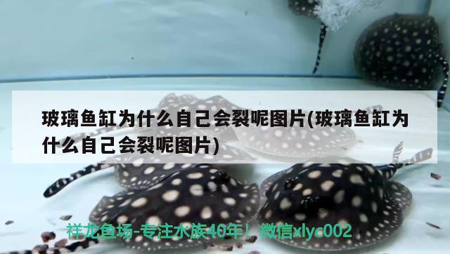 玻璃魚缸為什么自己會裂呢圖片(玻璃魚缸為什么自己會裂呢圖片) 胭脂孔雀龍魚