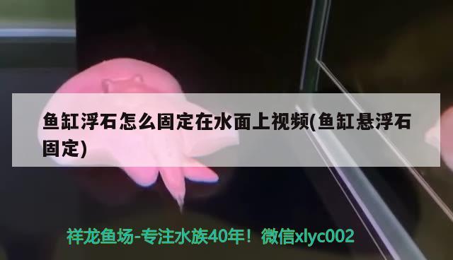 魚缸浮石怎么固定在水面上視頻(魚缸懸浮石固定) 國產元寶鳳凰魚