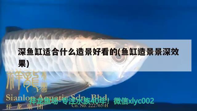 深魚缸適合什么造景好看的(魚缸造景景深效果) 觀賞蝦蟹等飼料