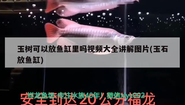 玉樹可以放魚缸里嗎視頻大全講解圖片(玉石放魚缸) 黑桃A魚