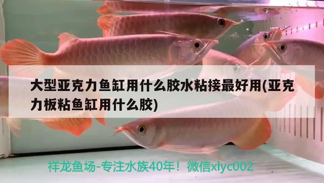 大型亞克力魚缸用什么膠水粘接最好用(亞克力板粘魚缸用什么膠) 九鼎魚缸