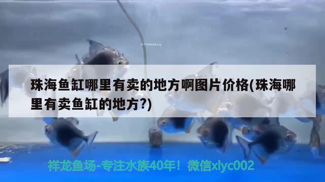 珠海魚缸哪里有賣的地方啊圖片價(jià)格(珠海哪里有賣魚缸的地方?)