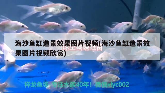 海沙魚缸造景效果圖片視頻(海沙魚缸造景效果圖片視頻欣賞) BD魟魚