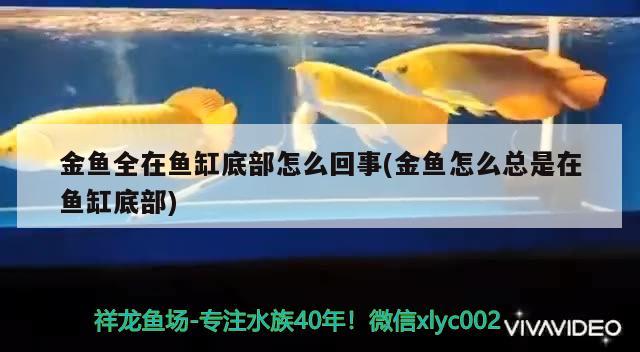 金魚全在魚缸底部怎么回事(金魚怎么總是在魚缸底部) 水族維護(hù)服務(wù)（上門）