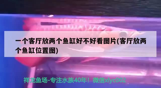 一個(gè)客廳放兩個(gè)魚(yú)缸好不好看圖片(客廳放兩個(gè)魚(yú)缸位置圖) 福魟魟魚(yú)