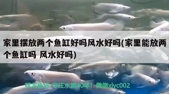 家里擺放兩個(gè)魚(yú)缸好嗎風(fēng)水好嗎(家里能放兩個(gè)魚(yú)缸嗎風(fēng)水好嗎) 魚(yú)缸風(fēng)水