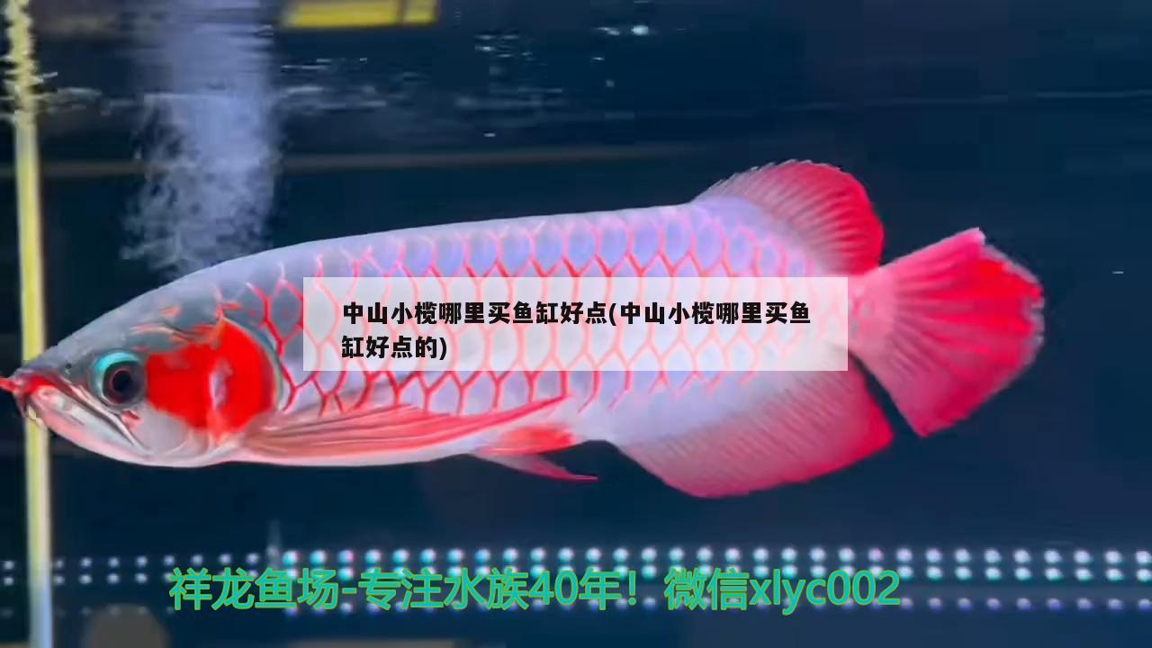 中山小欖哪里買(mǎi)魚(yú)缸好點(diǎn)(中山小欖哪里買(mǎi)魚(yú)缸好點(diǎn)的)