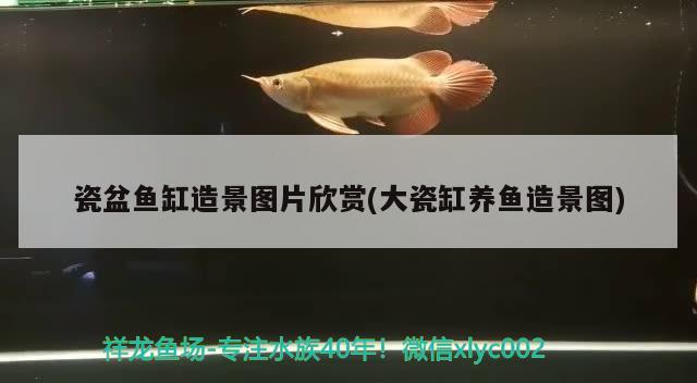 瓷盆魚缸造景圖片欣賞(大瓷缸養(yǎng)魚造景圖)