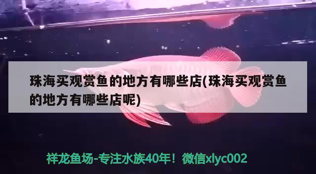 珠海買(mǎi)觀賞魚(yú)的地方有哪些店(珠海買(mǎi)觀賞魚(yú)的地方有哪些店呢) 印尼小紅龍