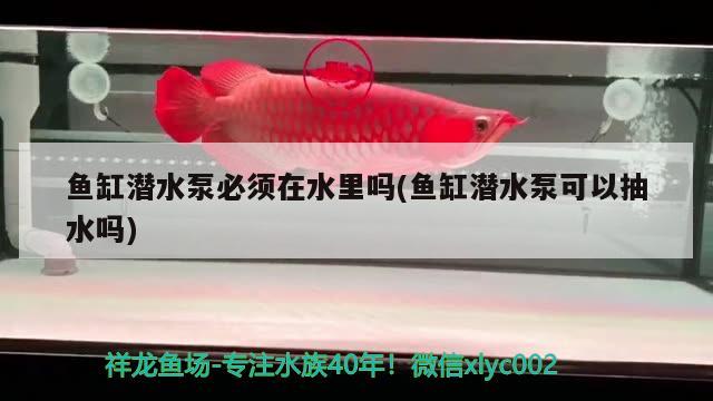 魚缸潛水泵必須在水里嗎(魚缸潛水泵可以抽水嗎) 九鼎魚缸