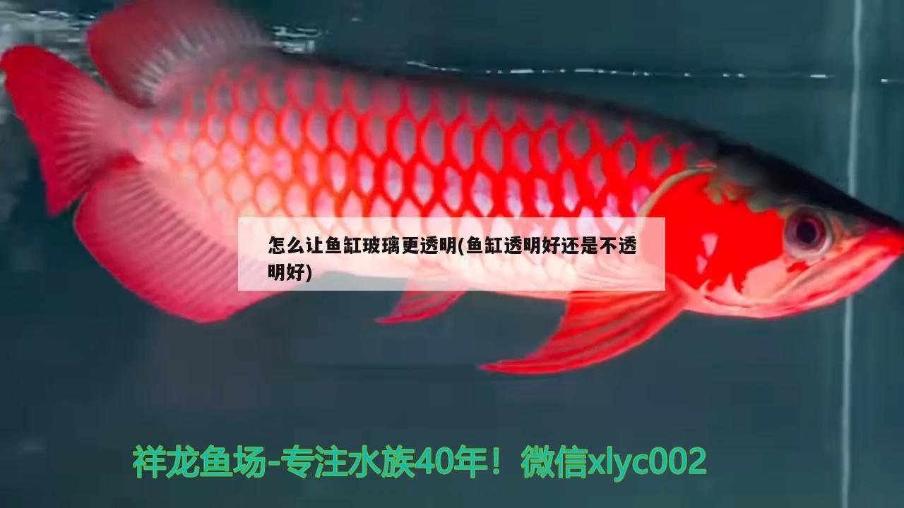 怎么讓魚缸玻璃更透明(魚缸透明好還是不透明好) 黃金夢幻雷龍魚