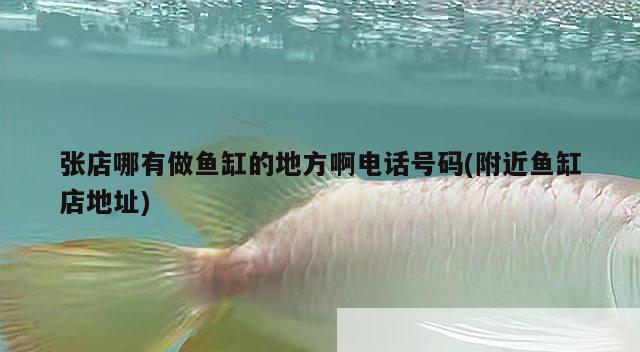 張店哪有做魚缸的地方啊電話號(hào)碼(附近魚缸店地址) 粗線銀版魚 第3張