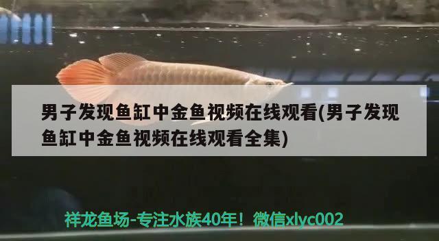 男子發(fā)現(xiàn)魚缸中金魚視頻在線觀看(男子發(fā)現(xiàn)魚缸中金魚視頻在線觀看全集)